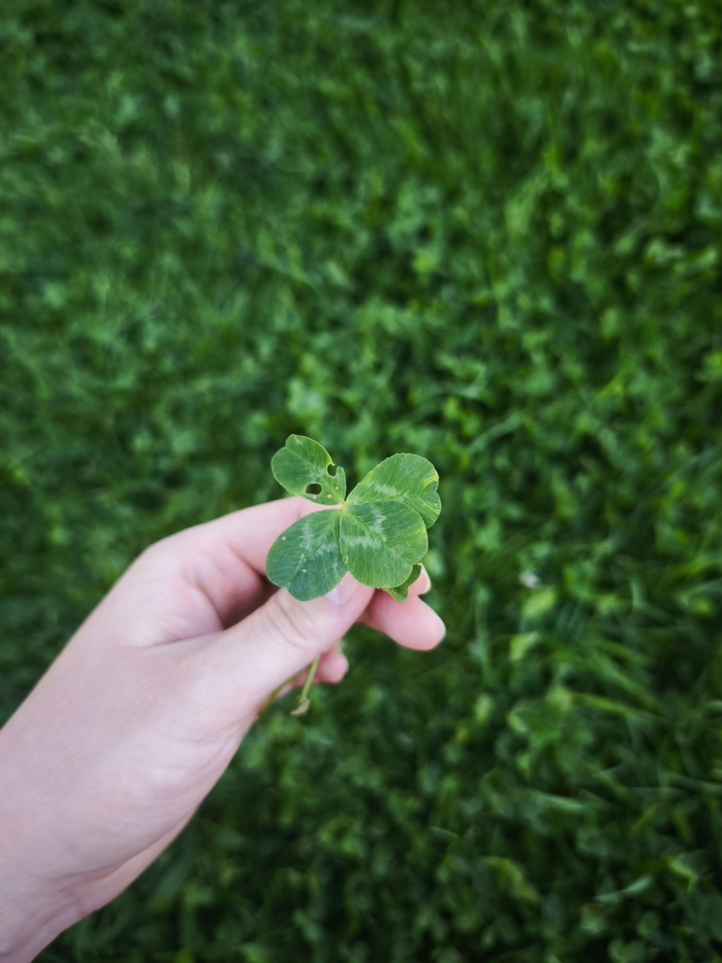 A hand holding a four-leaf clover symbolizing luck and fortune. Perfect greenery background.