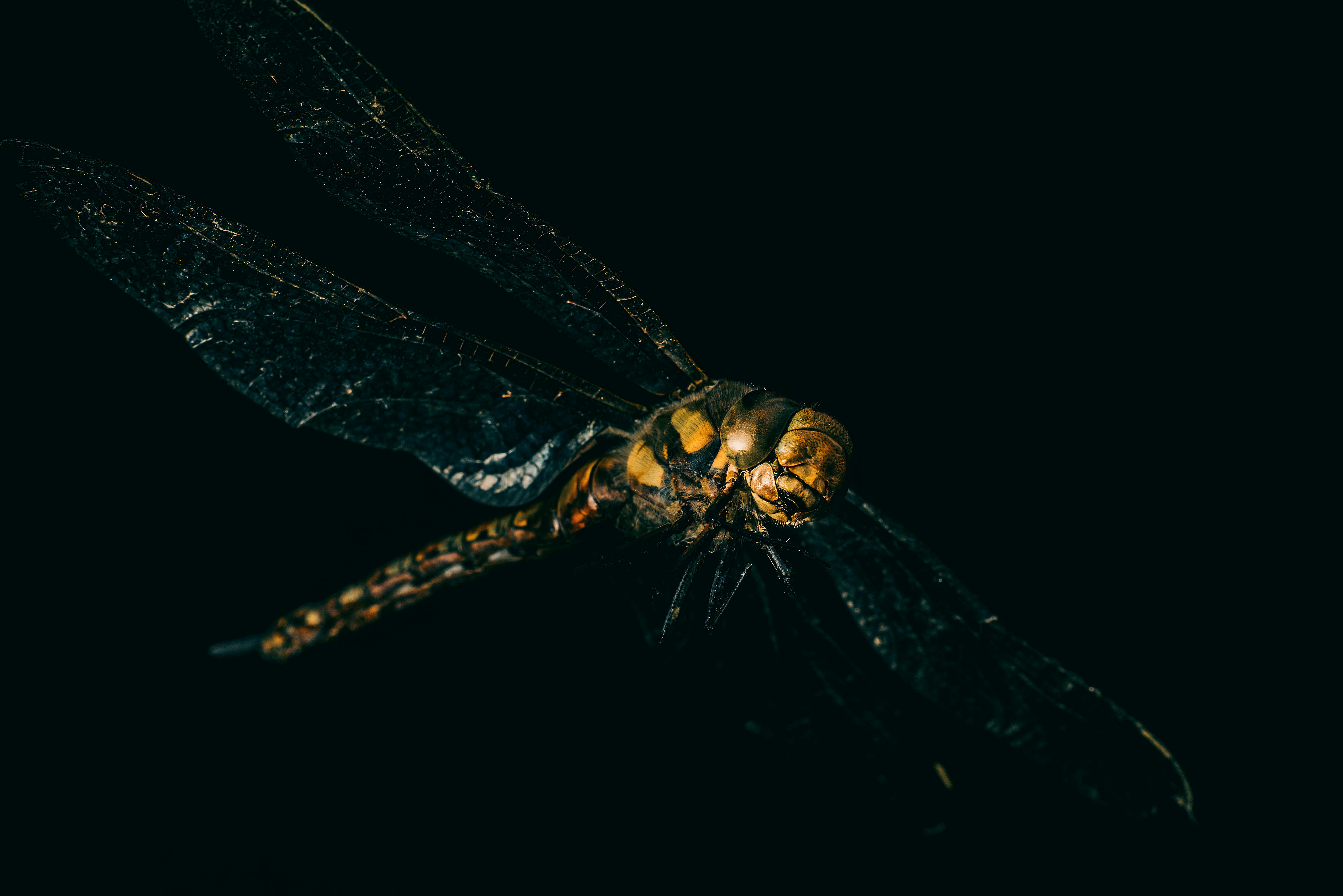 A detailed close-up of a dragonfly captured mid-flight against a dark background.