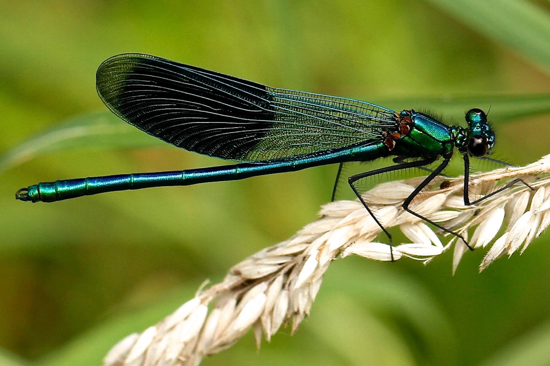 dragonfly at night meaning