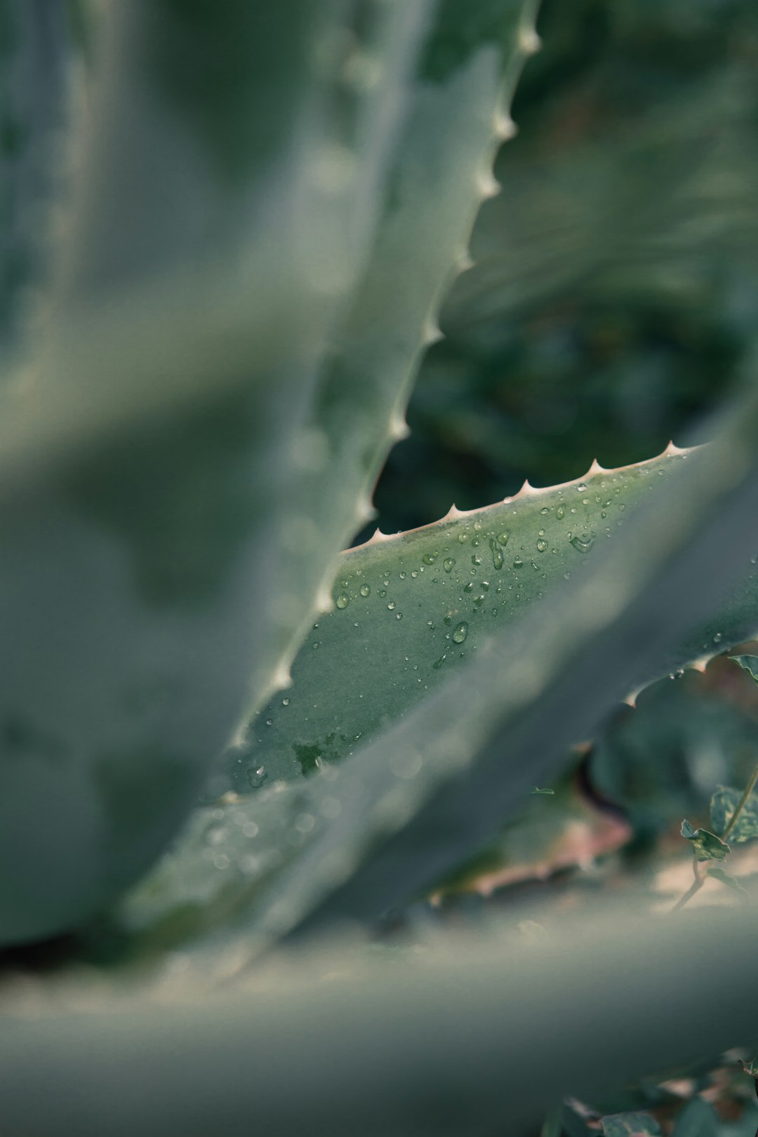 does aloe vera whiten teeth