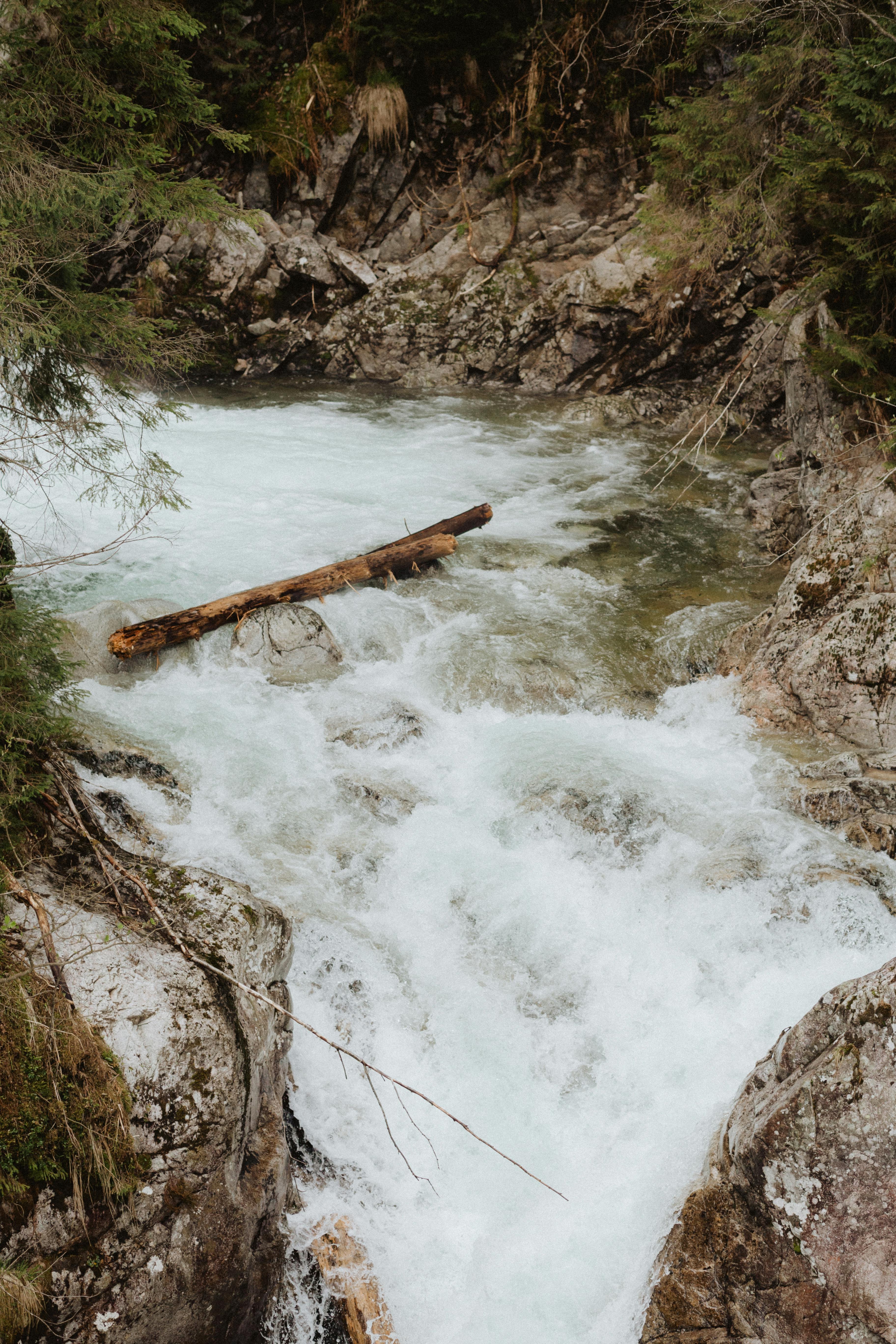 A dynamic mountain stream cascading over rocks and carrying a log through a lush forest.