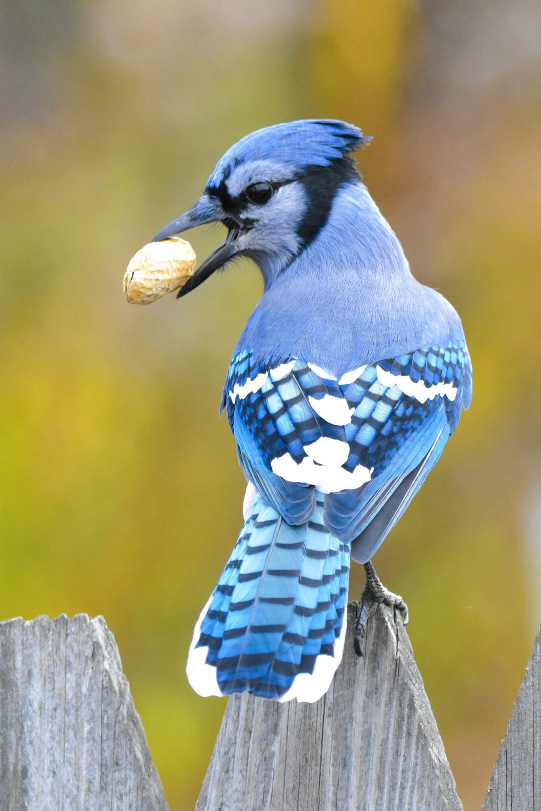 blue jay sign from heaven