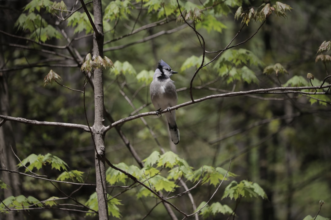 blue jay sign from heaven