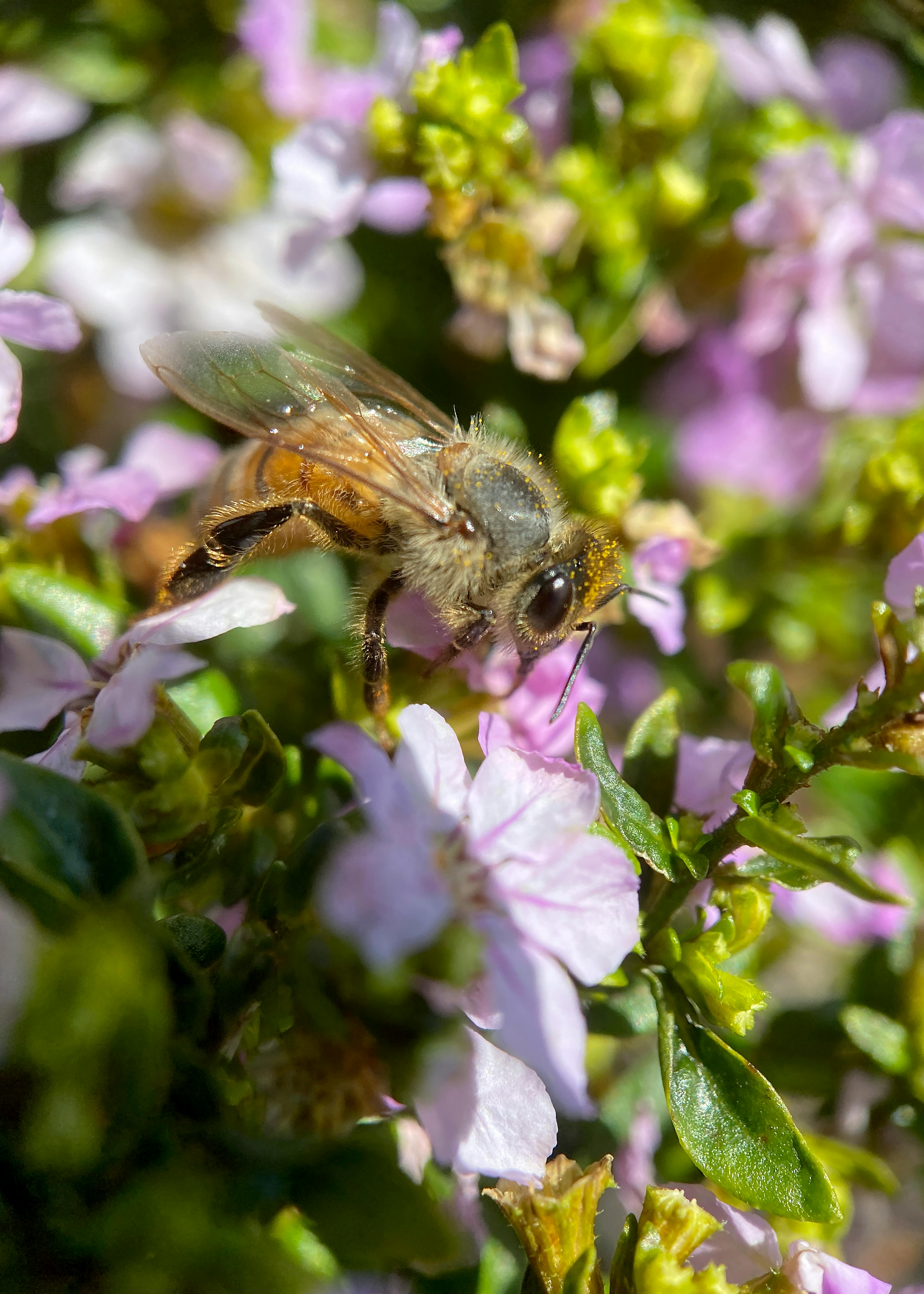 A close-up of a honeybee pollinating pink flowers, showcasing nature's process.