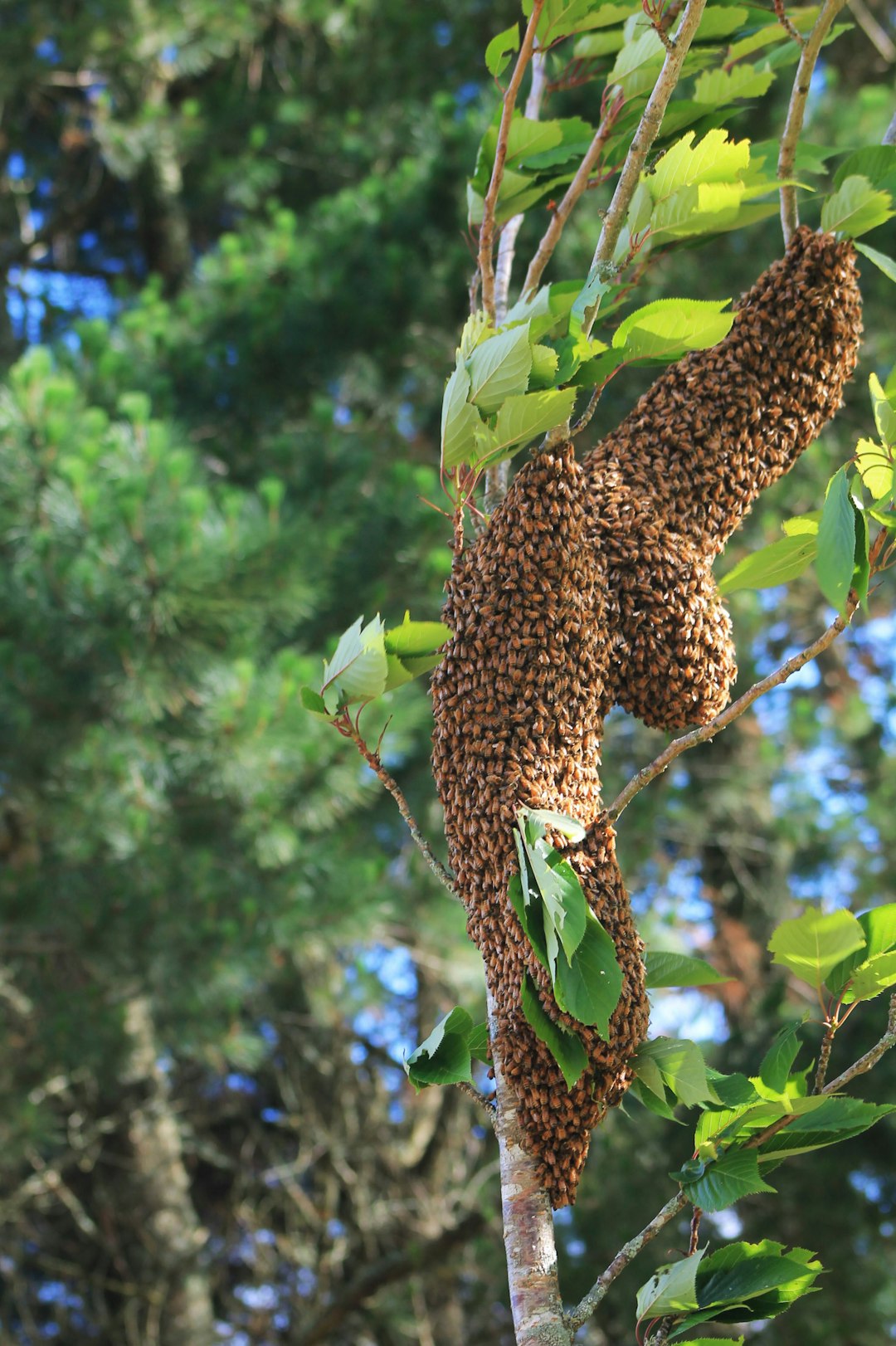 swarm of bees spiritual meaning
