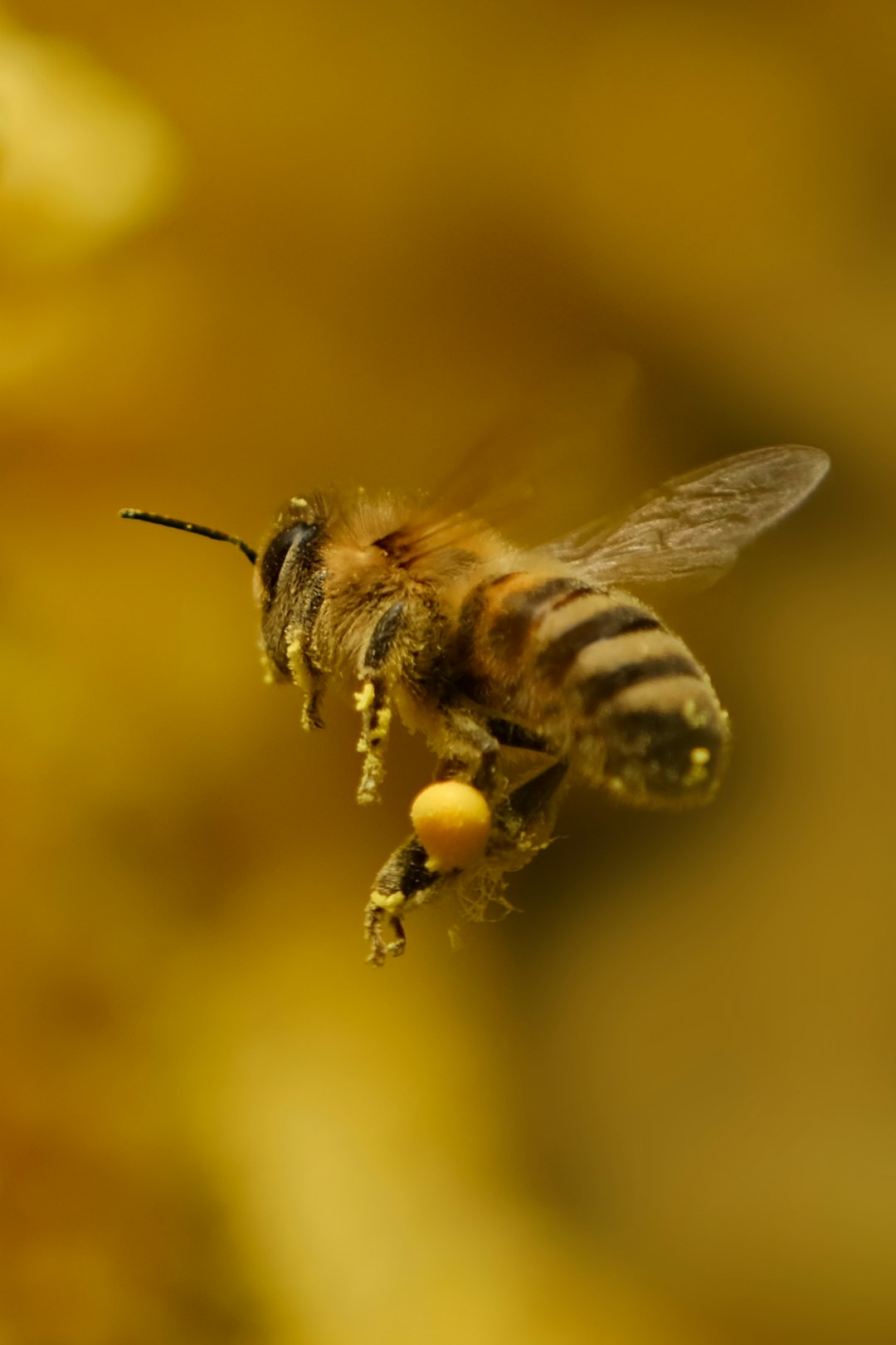 swarm of bees spiritual meaning
