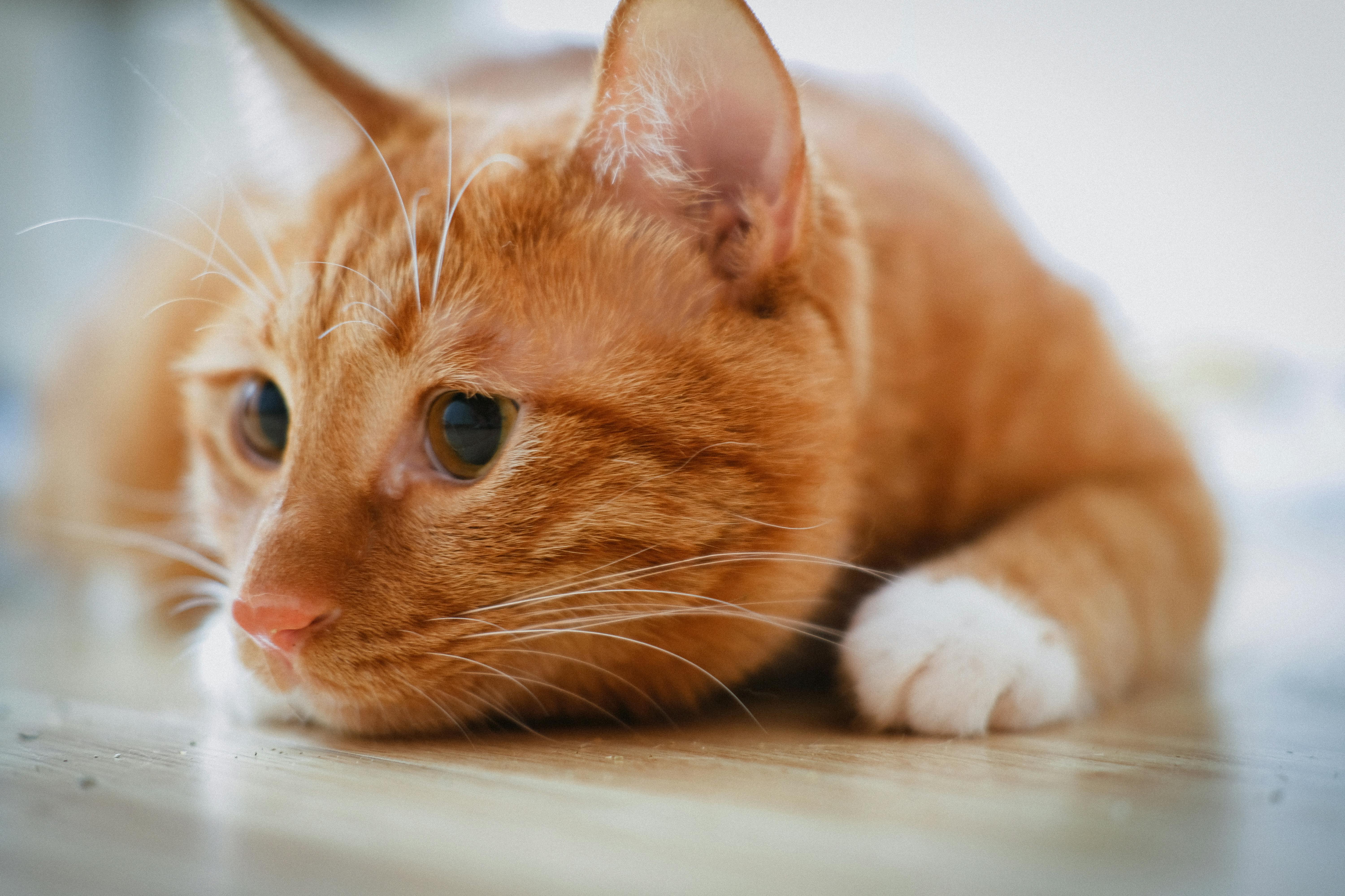 Adorable orange tabby cat resting indoors with a relaxed pose, showcasing its whiskers.