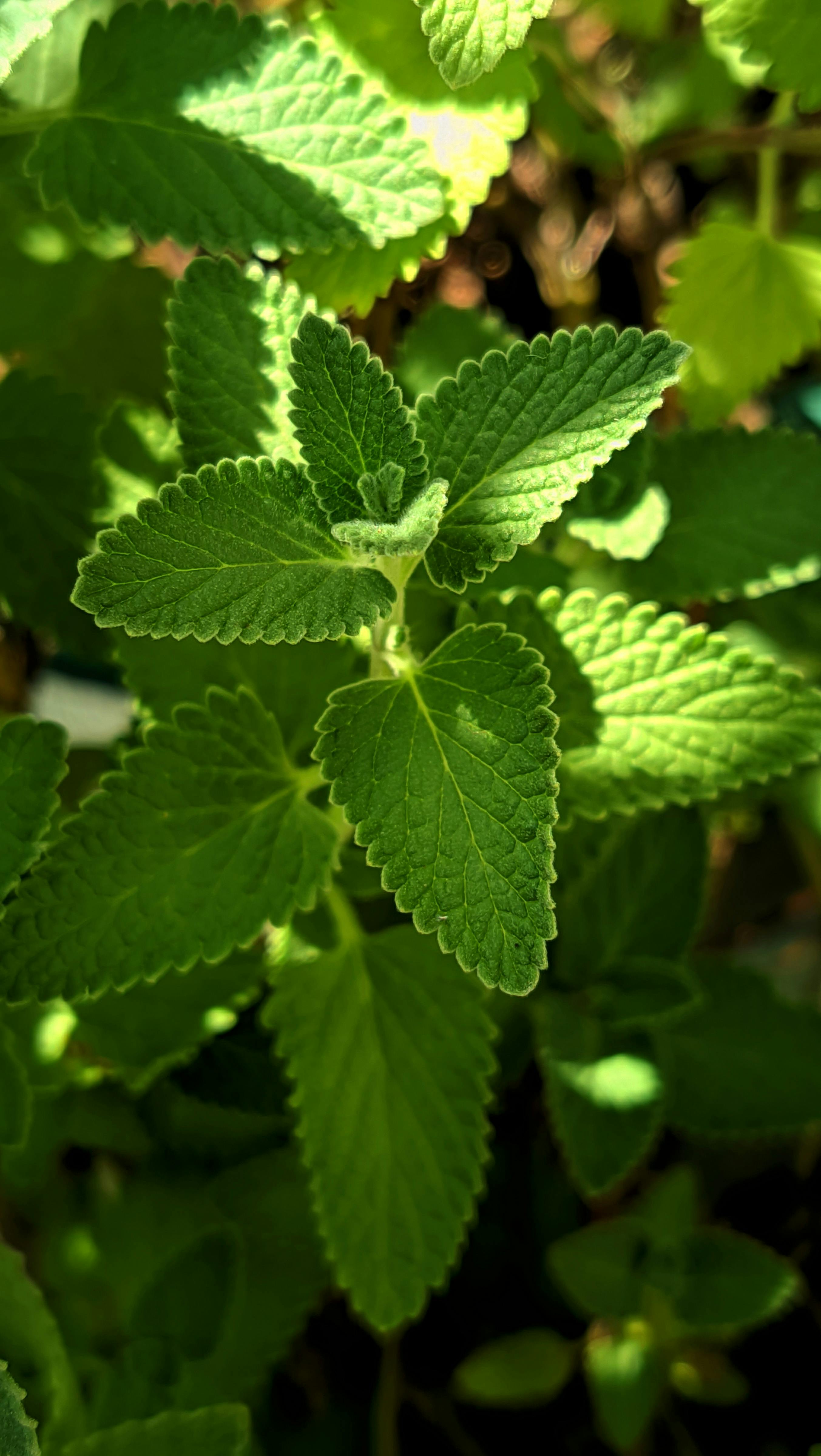 Vivid green mint leaves basking in sunlight, showcasing natural patterns and textures.