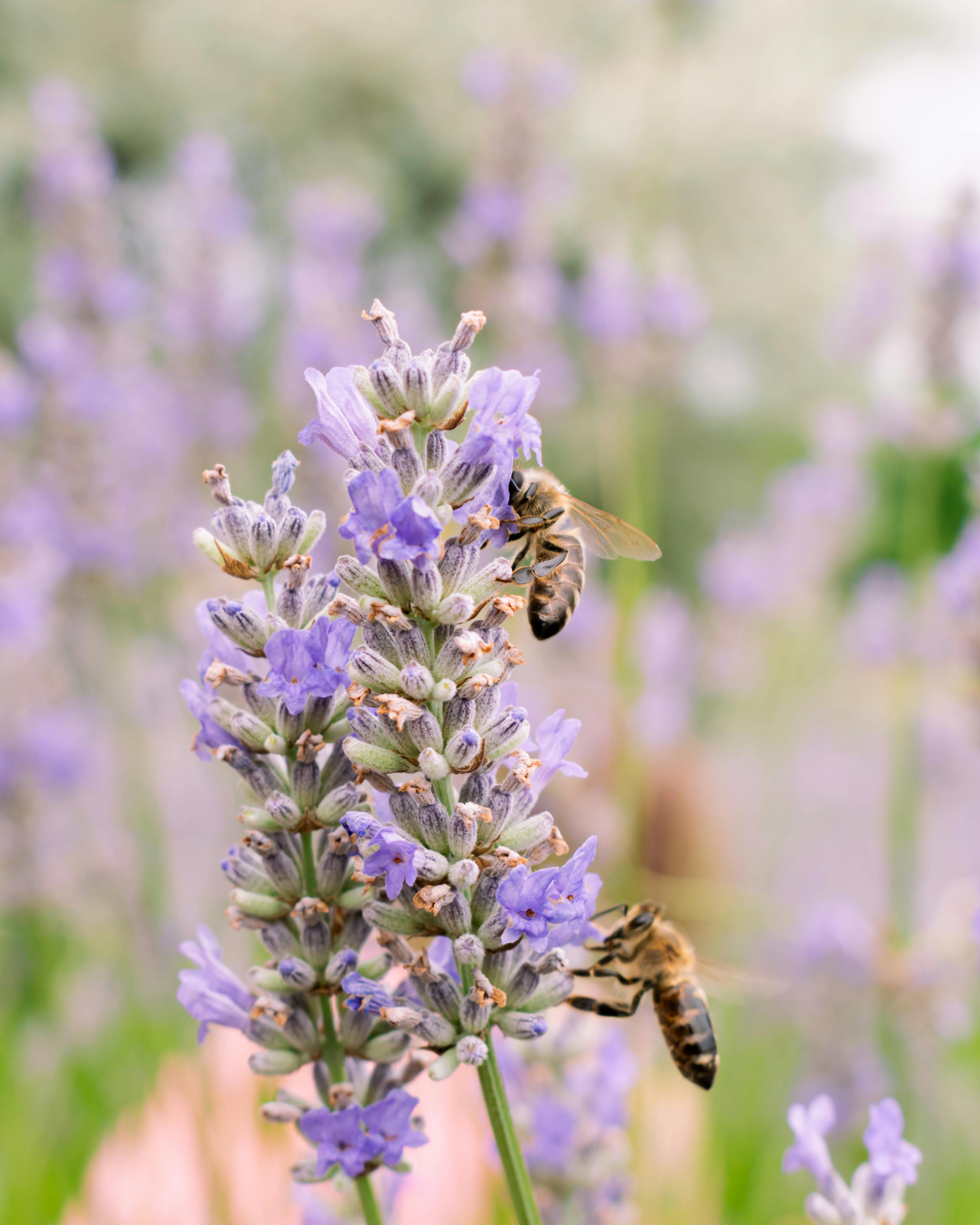 Closeup of bees gathering nectar from lavender flowers in full bloom.