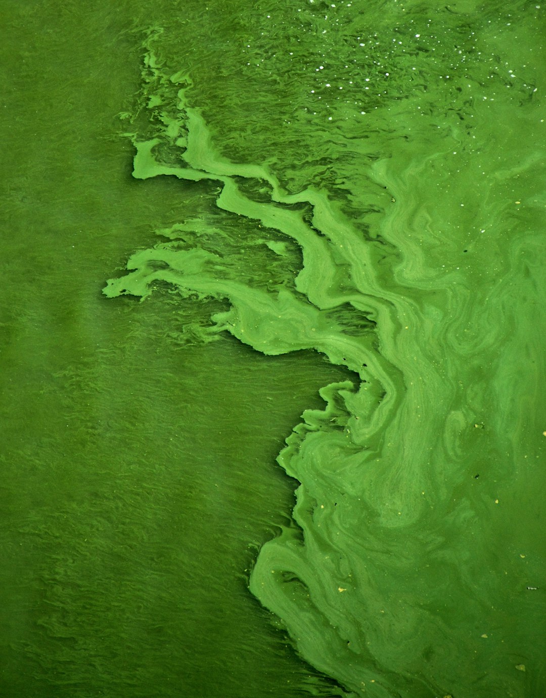 is chlorella the same as chlorophyll