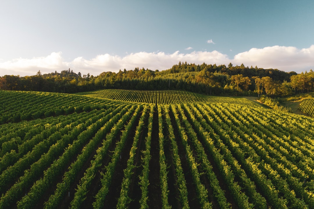 the parent trap winery