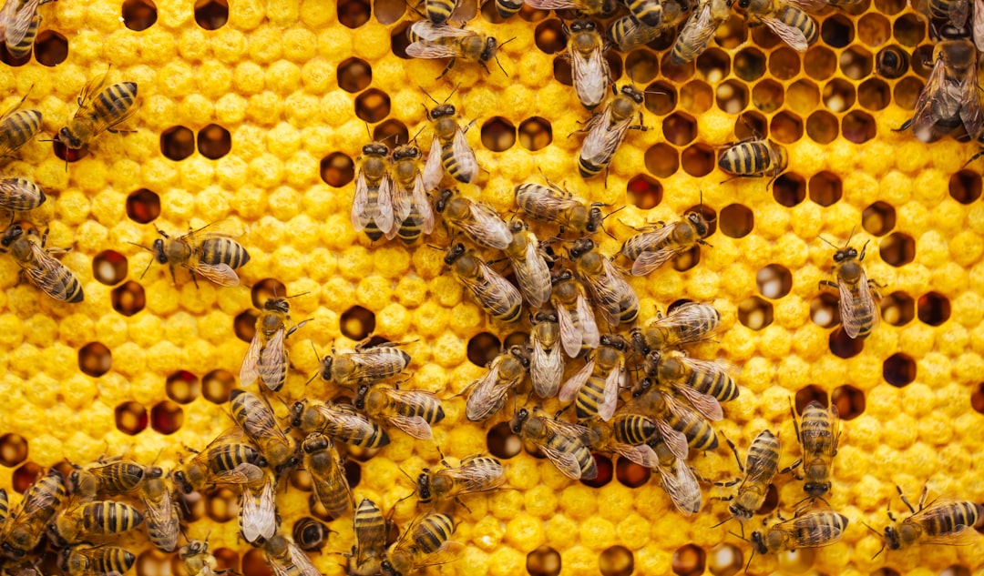 what is the spiritual meaning of dreaming about bees