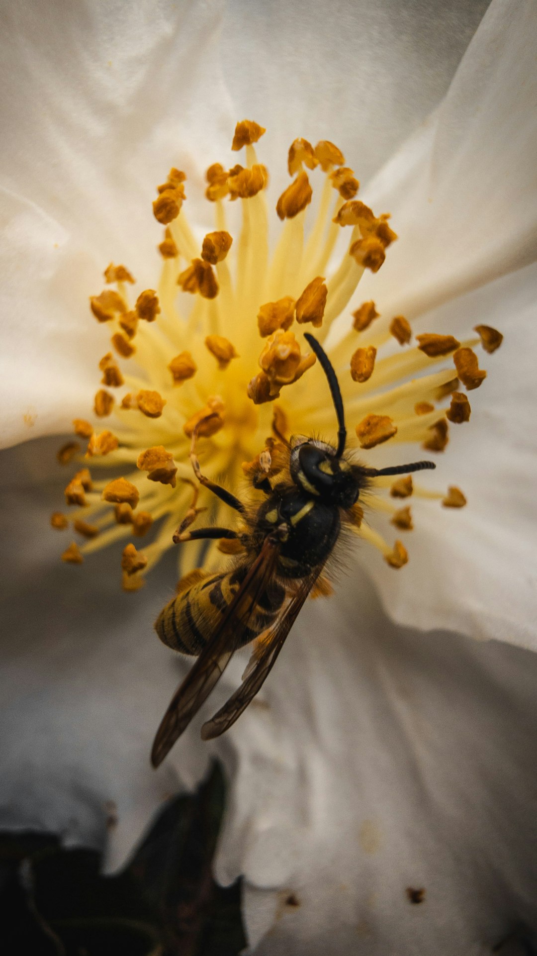 what is the spiritual meaning of dreaming about bees