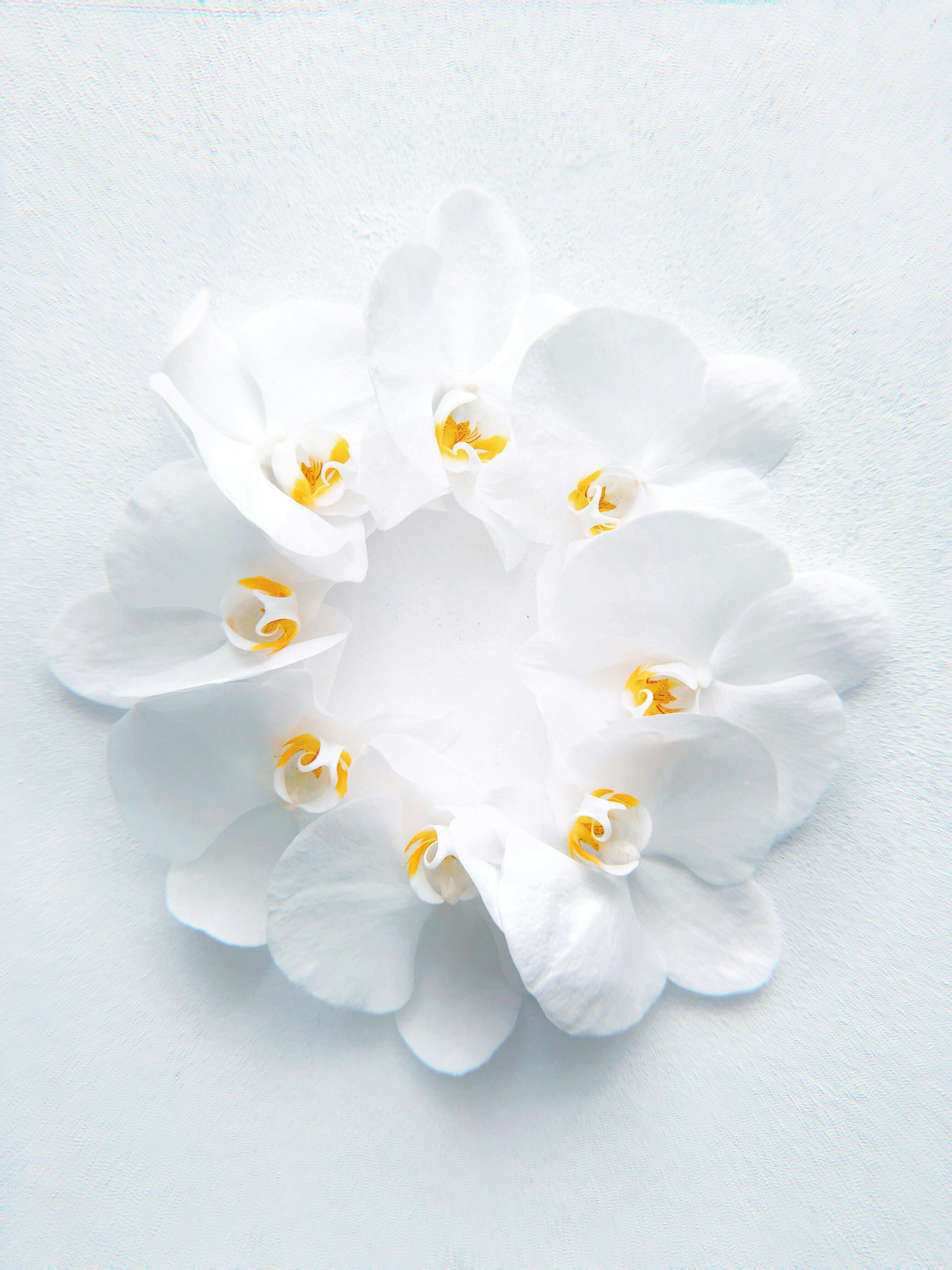 Elegant white orchid flower with delicate petals against a soft background. Perfect for minimalistic decor.
