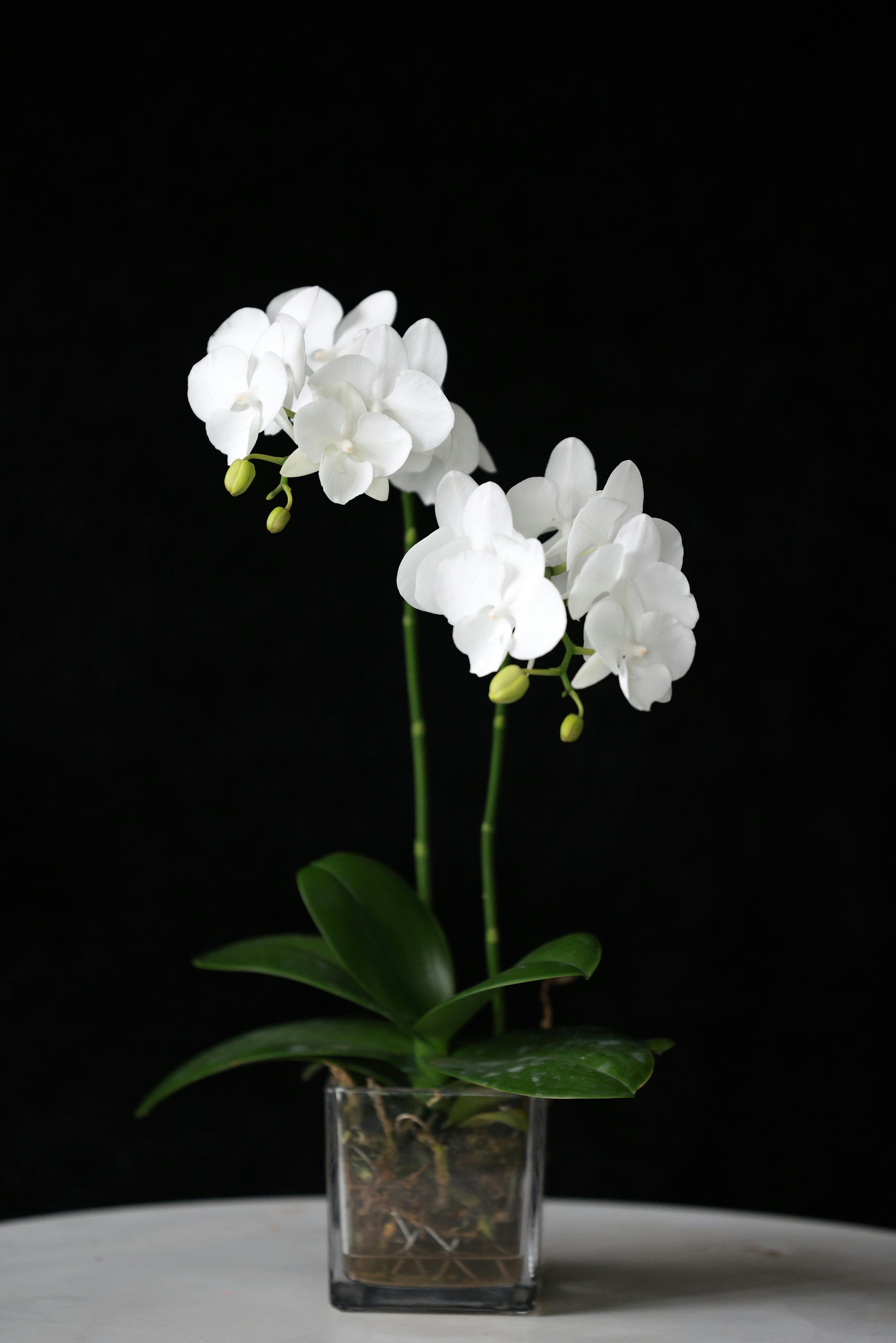 Delicate white orchid in a sleek glass pot against a dark background.
