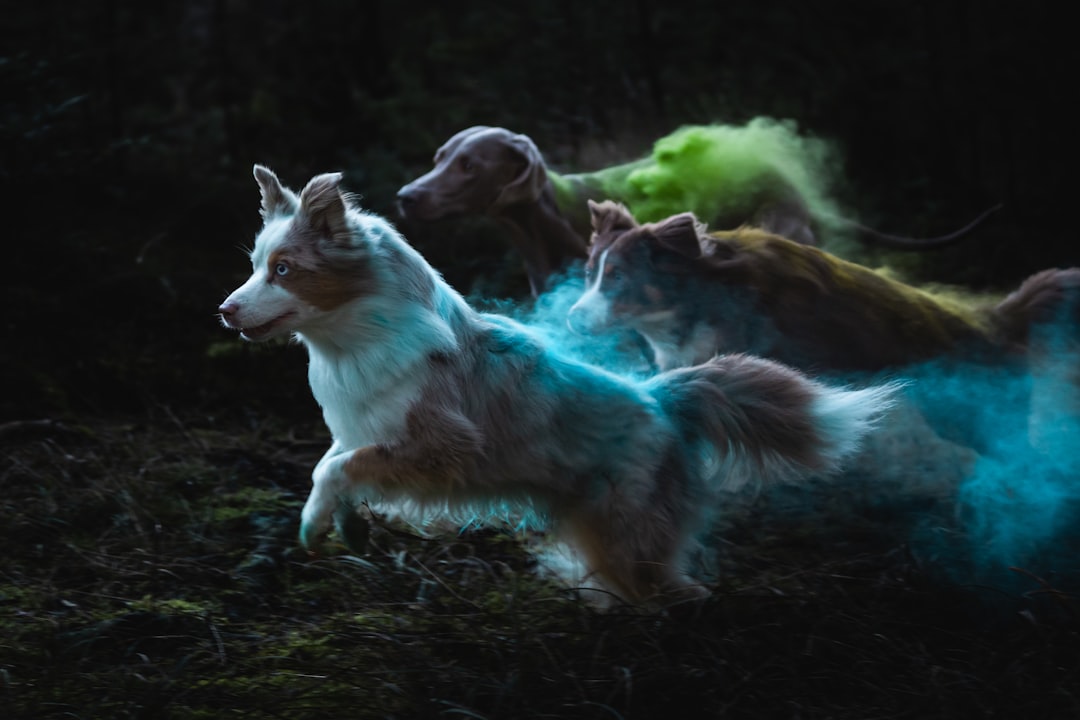 how to find your spirit animal native american