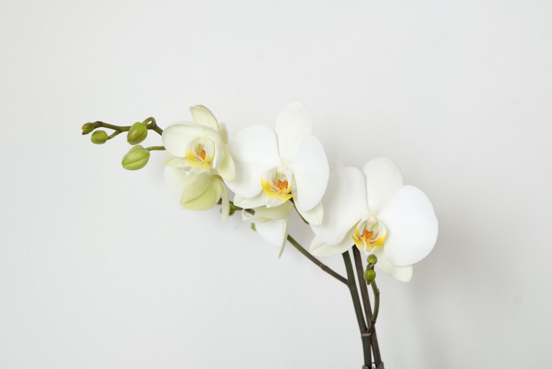 white orchid meaning death