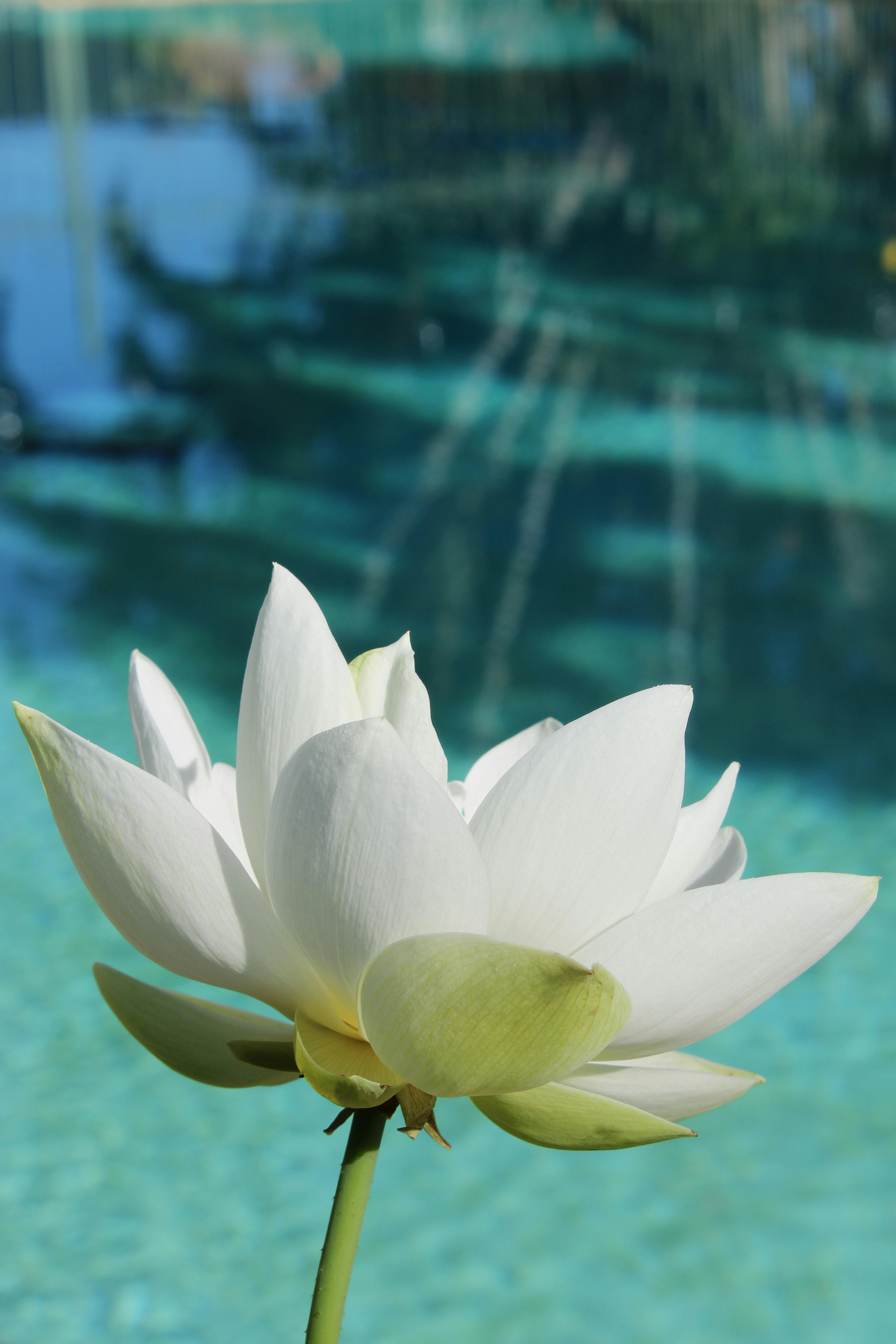 Tranquil white lotus blossom in focus by a shimmering blue pool in Brisbane.