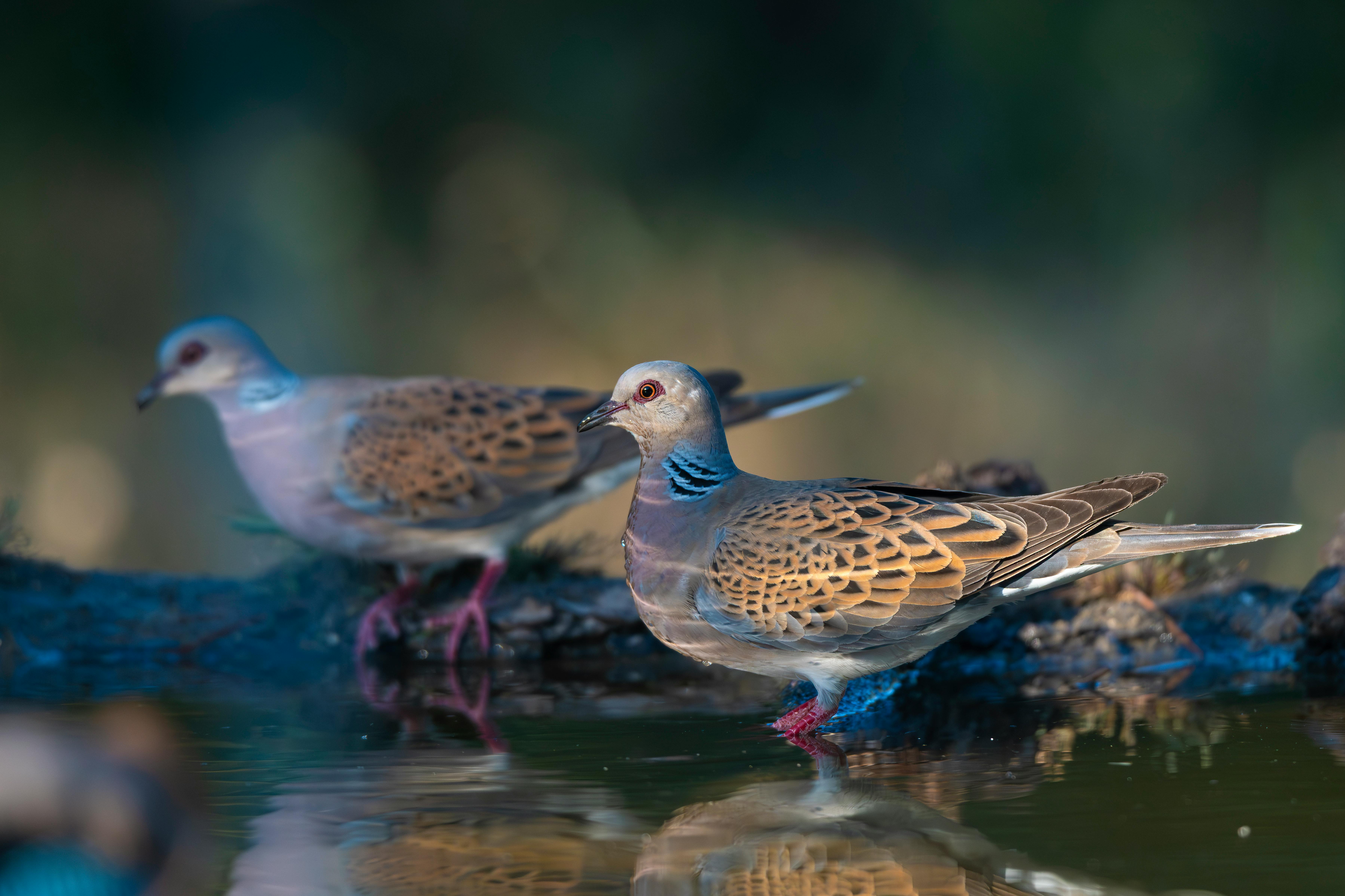 Two Eurasian turtle doves standing by a water body reflecting their serene beauty.