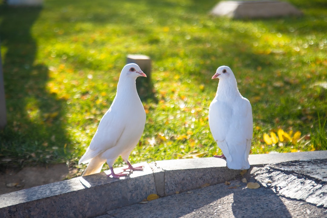 what does it mean when you see two doves